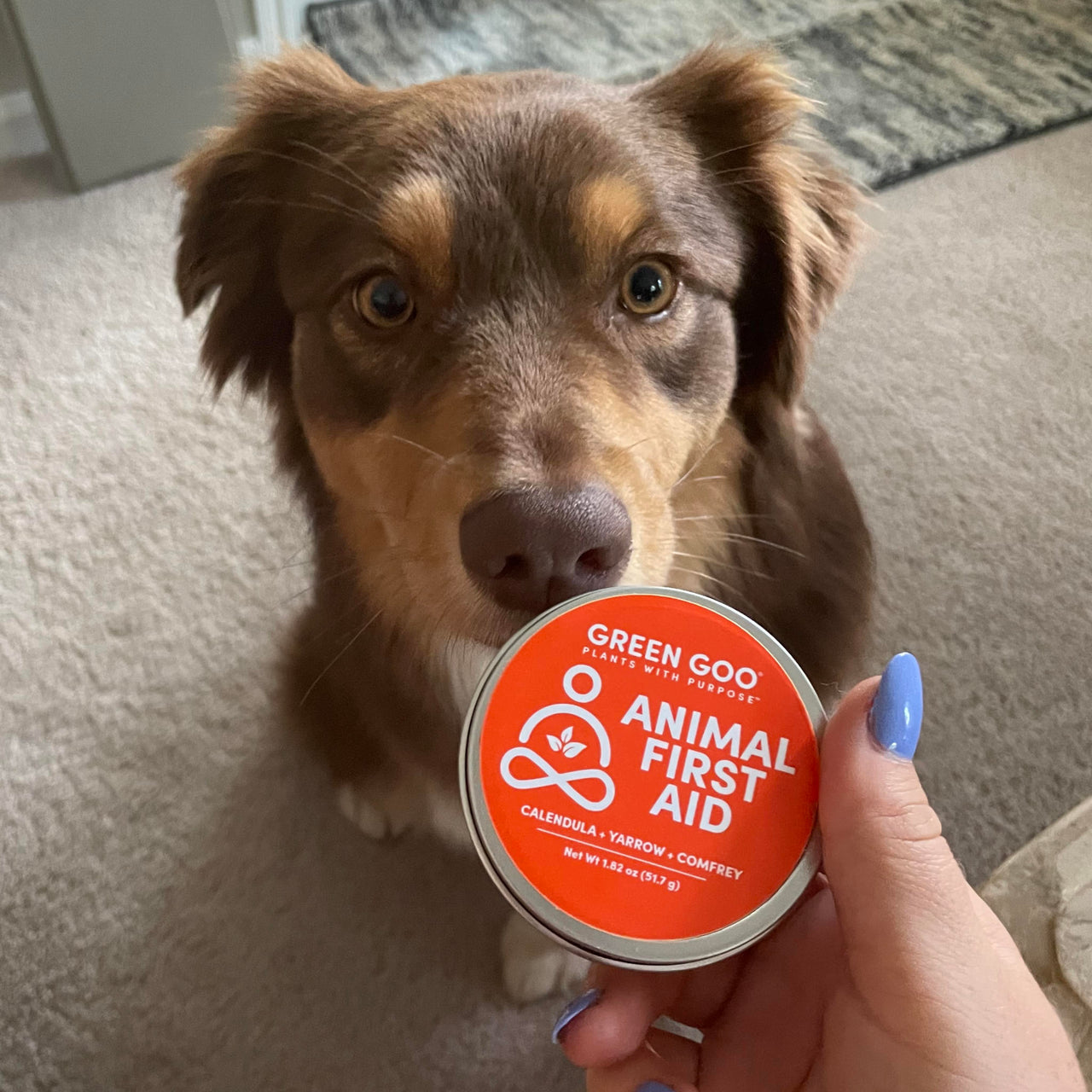 Green Goo's Animal First Aid salve tin is held in front of a sitting brown dog