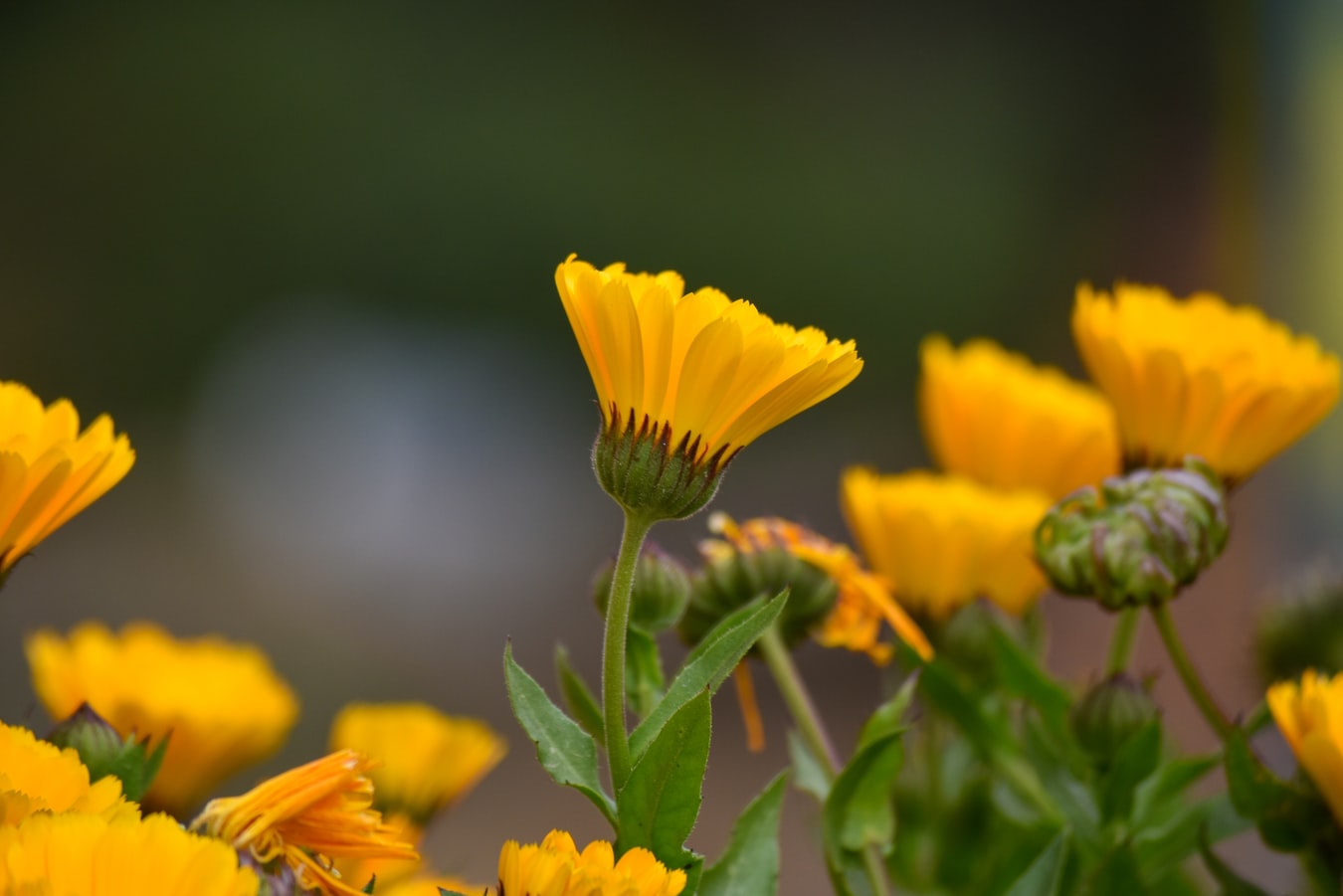 Calendula: What It Is and What It's Good For