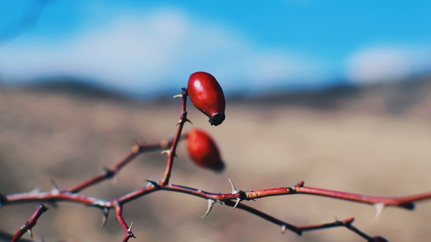 Rosehip Seed Oil: Benefits You Didn’t Know