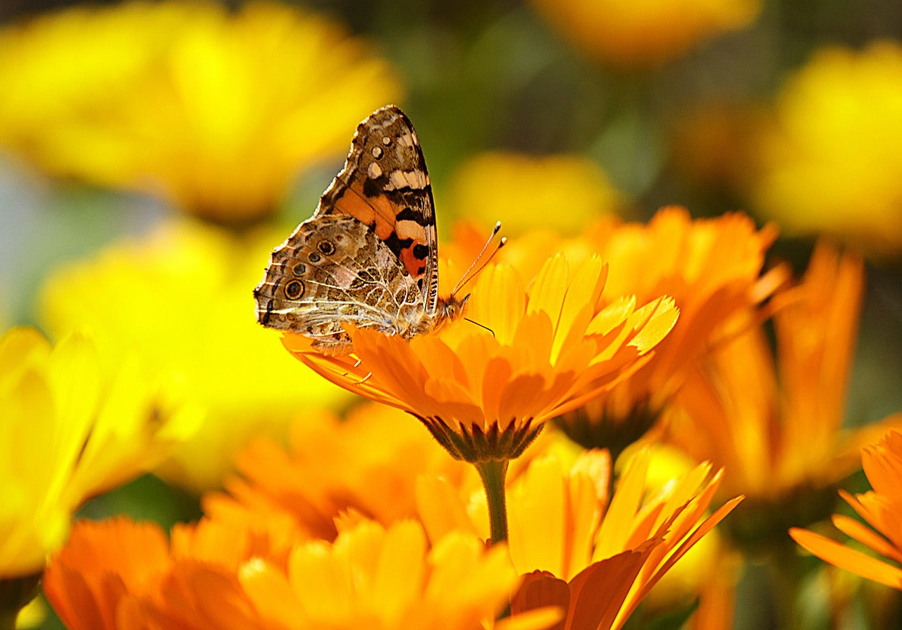 The Green Goo Herbalist: on Sunshine Incarnate (aka the Benefits of Calendula)