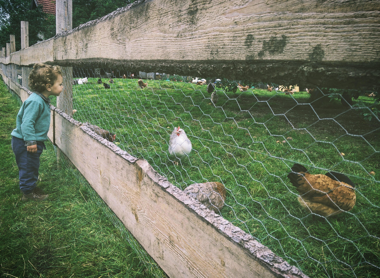 Keeping Your Backyard Flock Healthy the Natural Way Green Goo