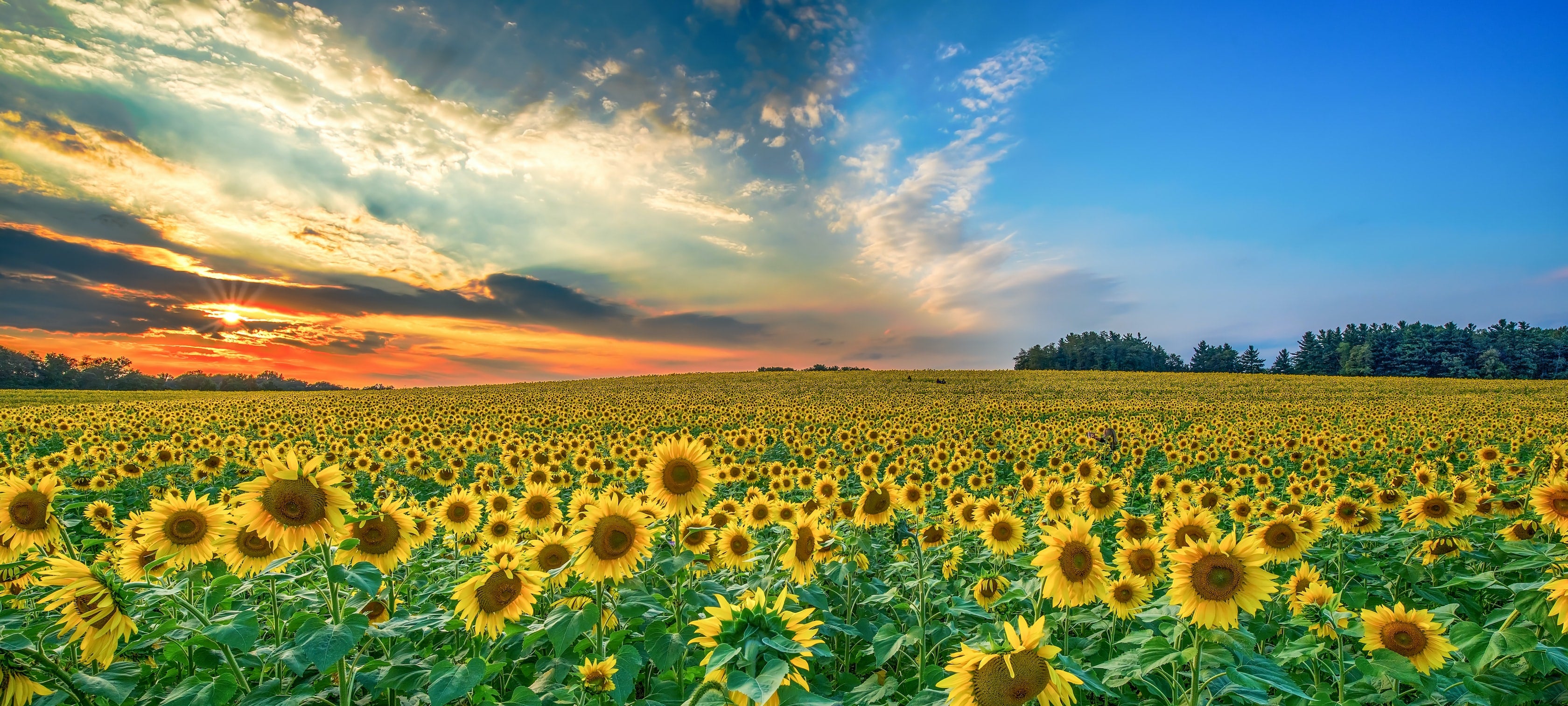 5 Fun Facts About Sunflowers